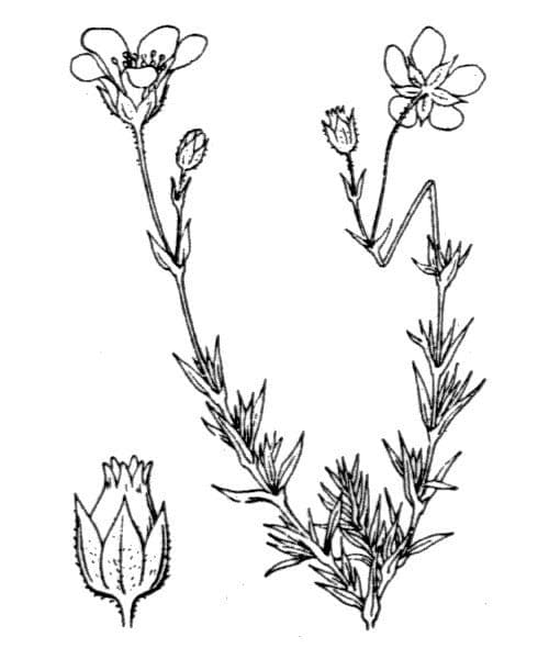 Arenaria grandiflora 23