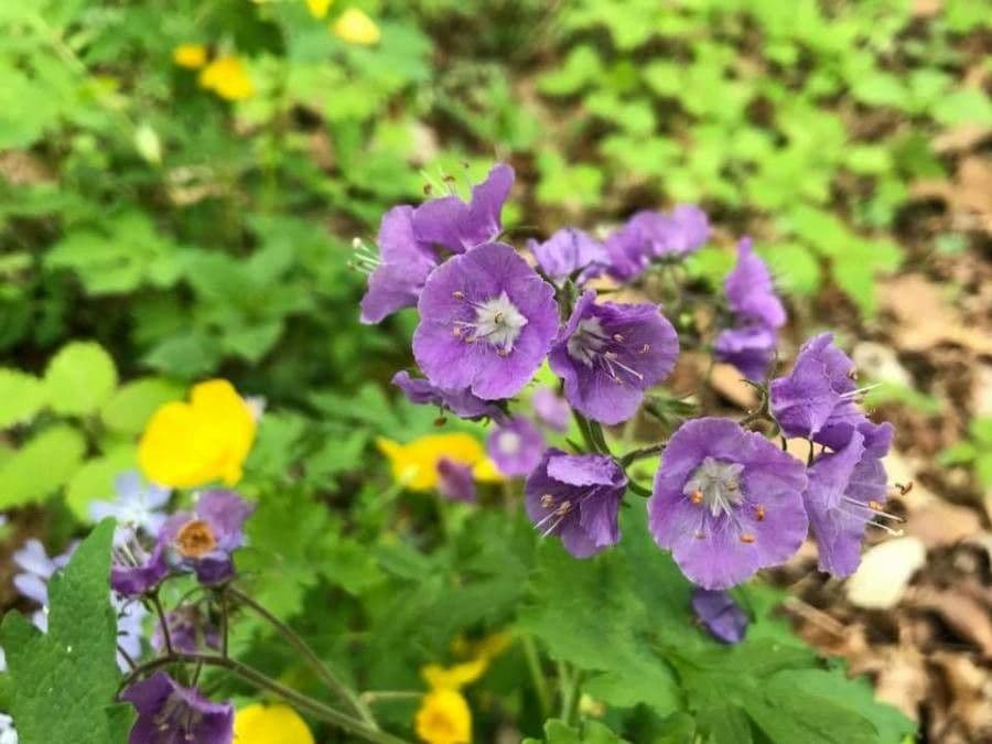 Phacelia bipinnatifida 3