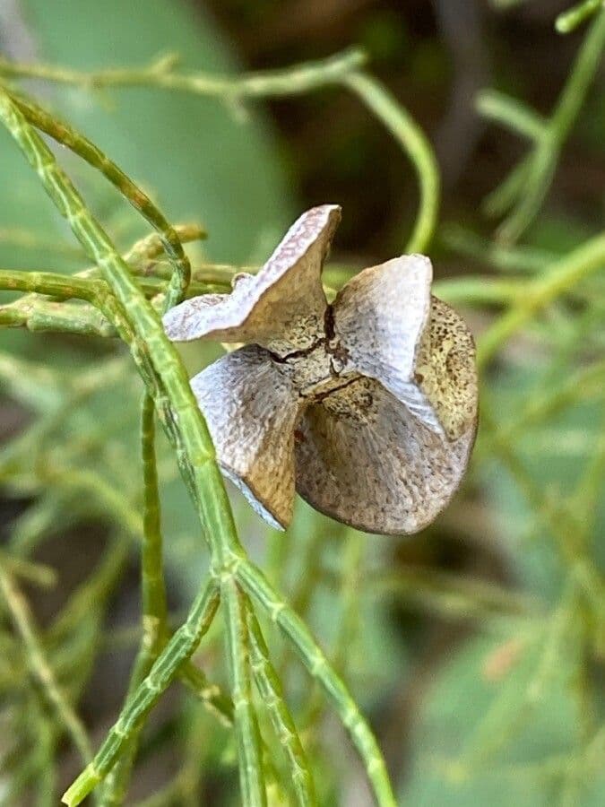 Sandarakbaum