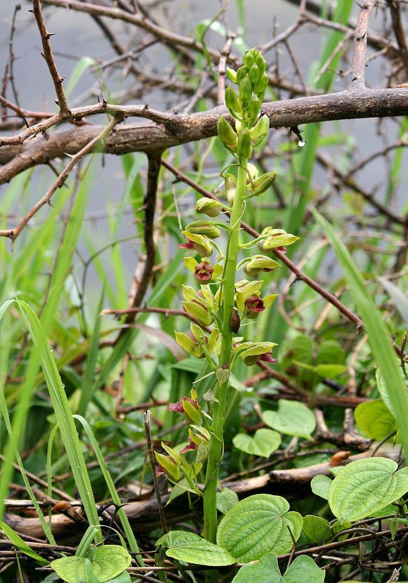 Eulophia vysoká 5