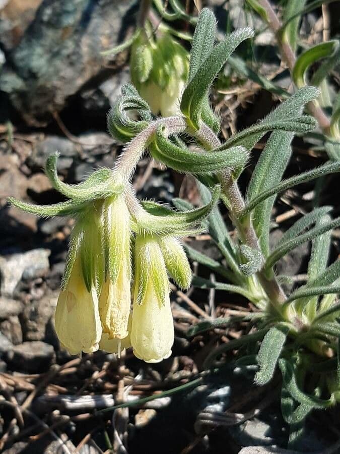 Onosma 2