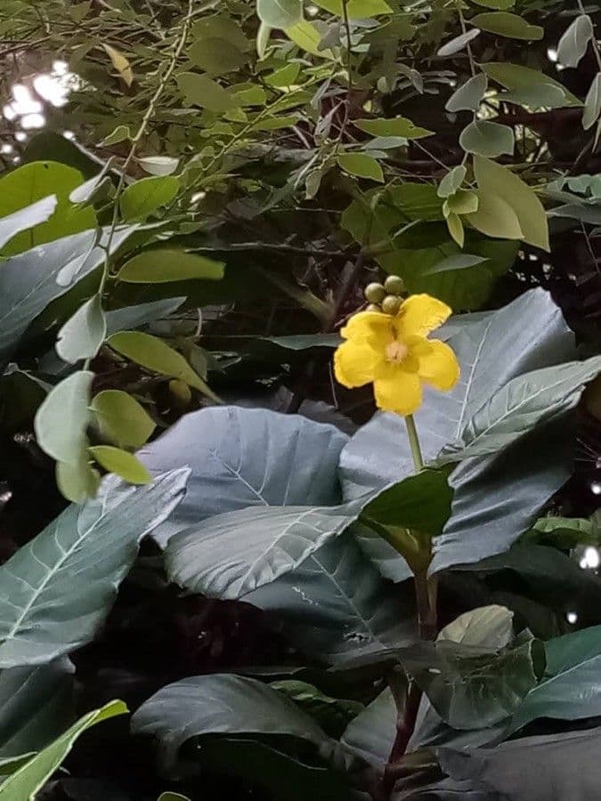Dillenia 8