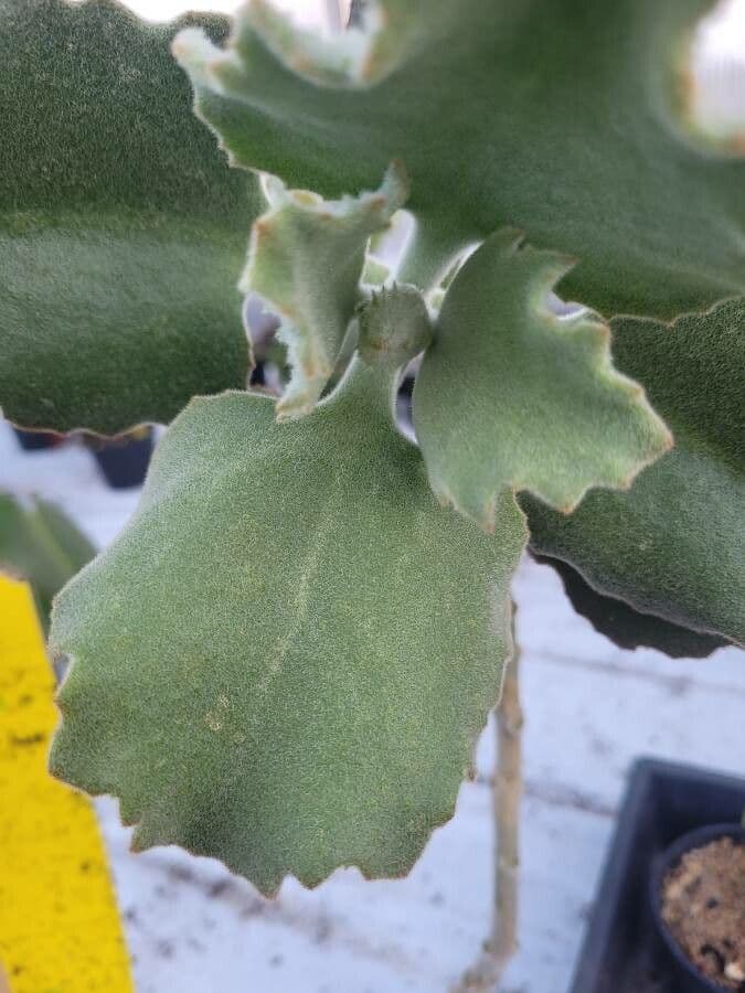 Donkey's ear 24