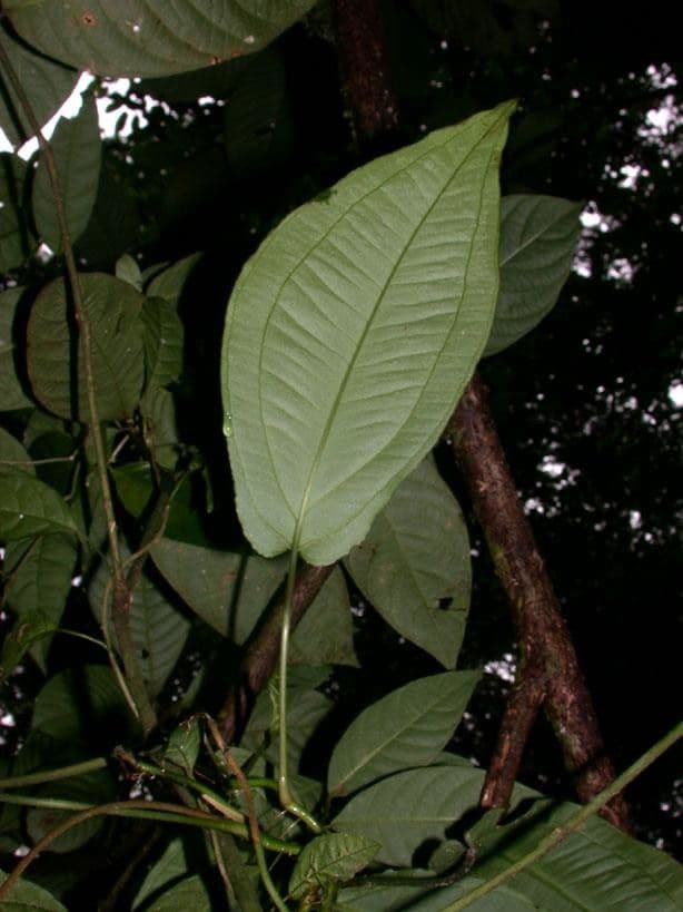 Anthurium 5