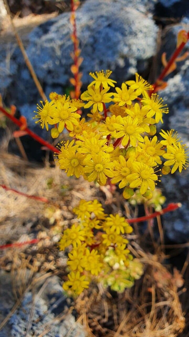 Sempervivum spatulé 4