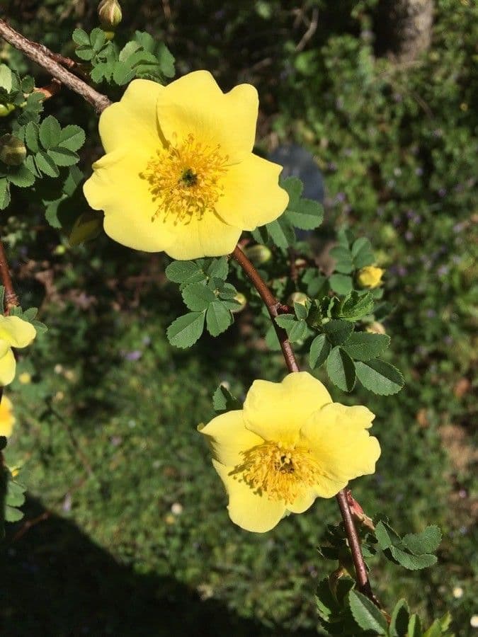 Rosa gialla 5