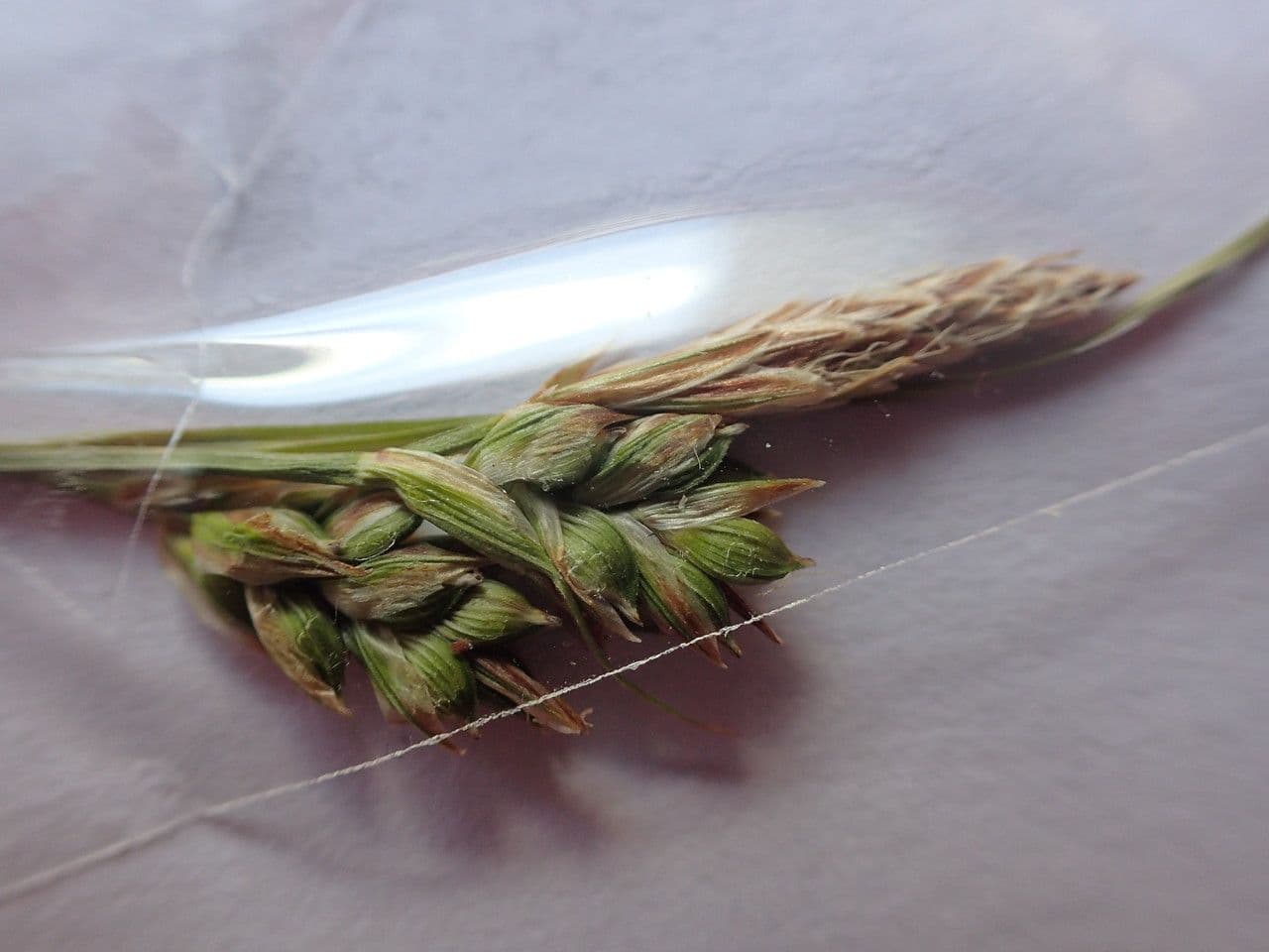 Carex liparocarpos 15