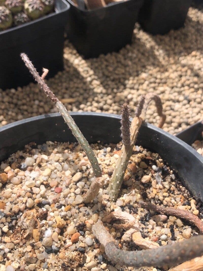 Pterocactus