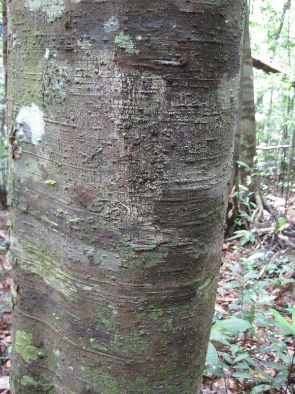 Ceanothusblättrige Ocotea 3
