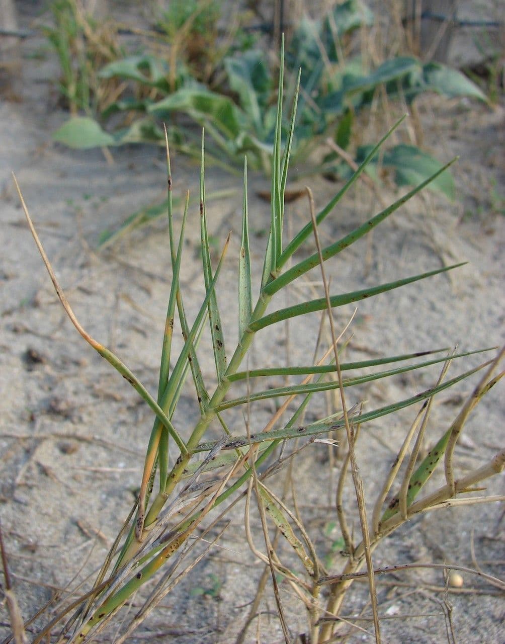 Sporobolus 11