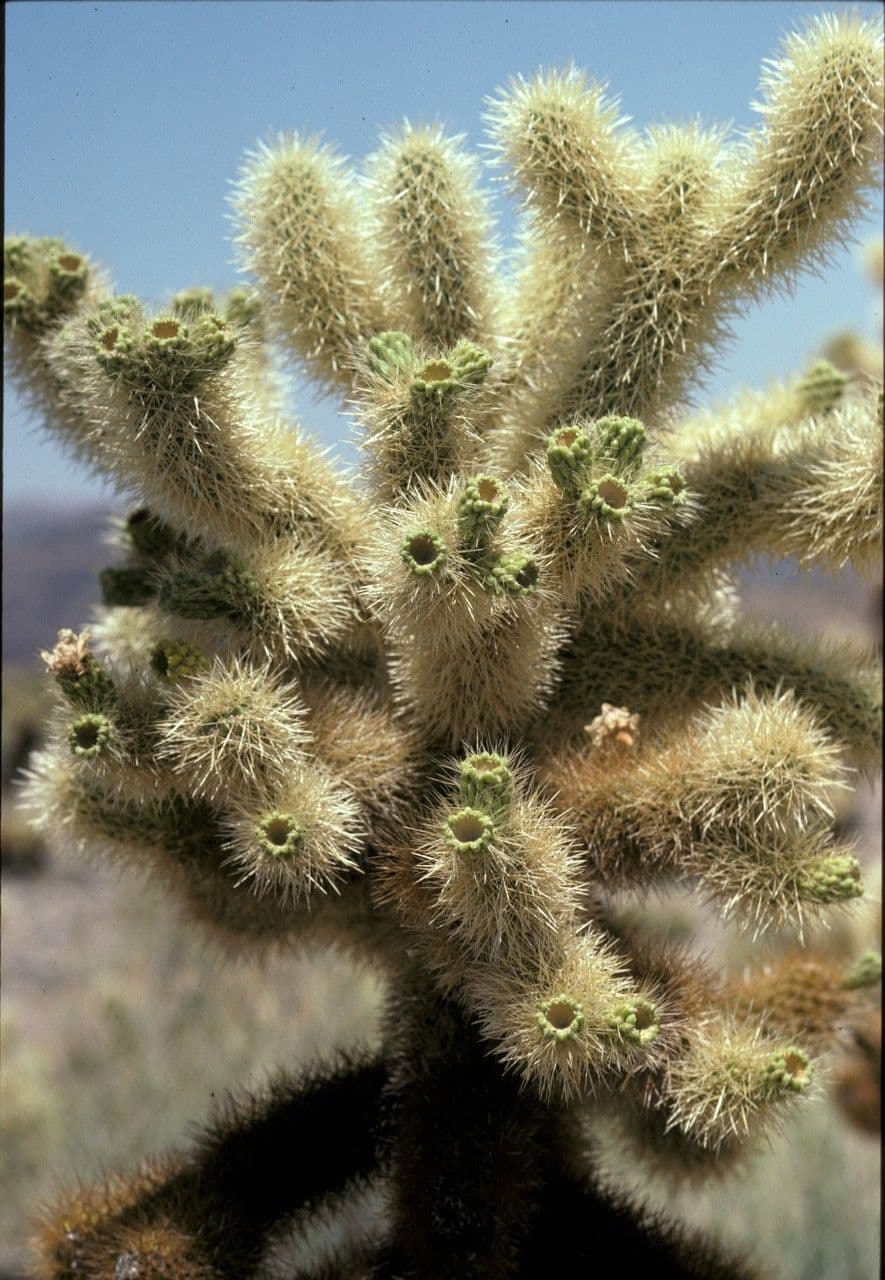 Cholla orsacchiotto 3