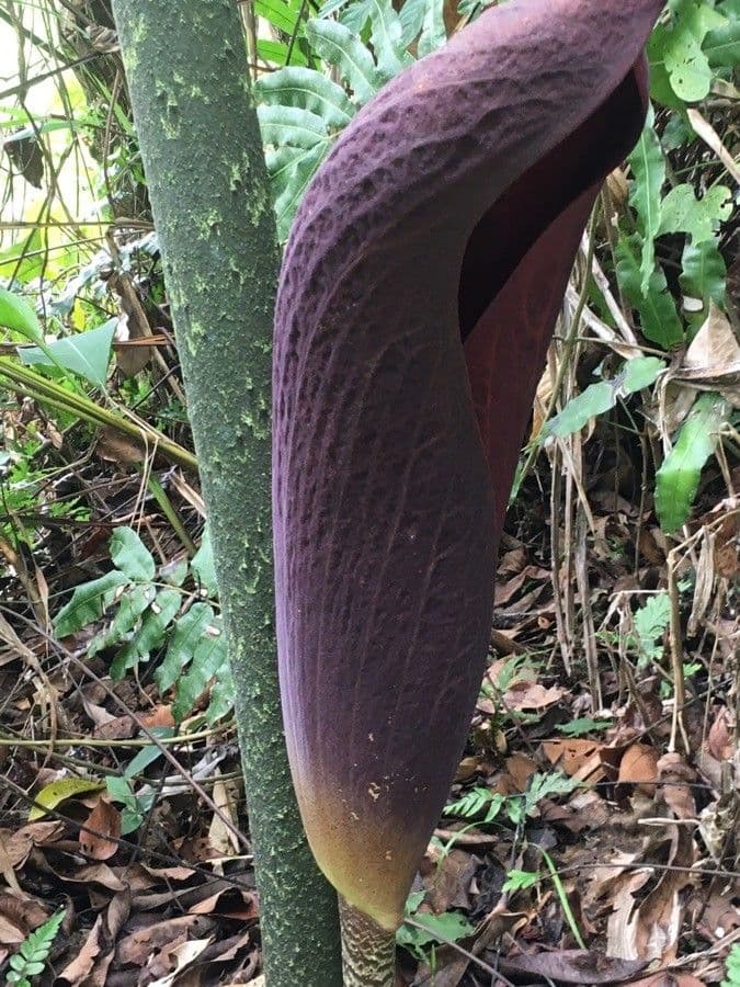 Dracontium 8
