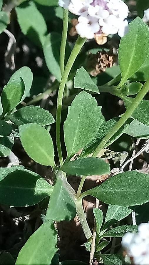 Fila nodiflora 16