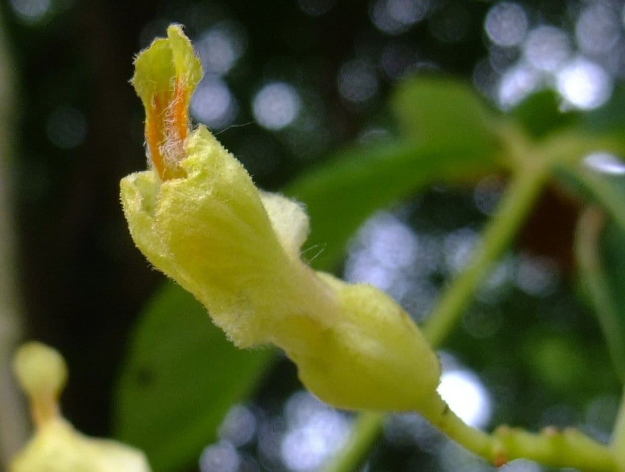 Ippocastano giallo 13