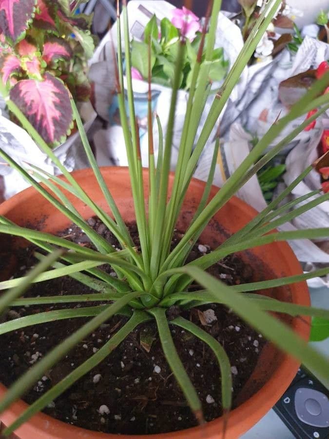 Agave 3