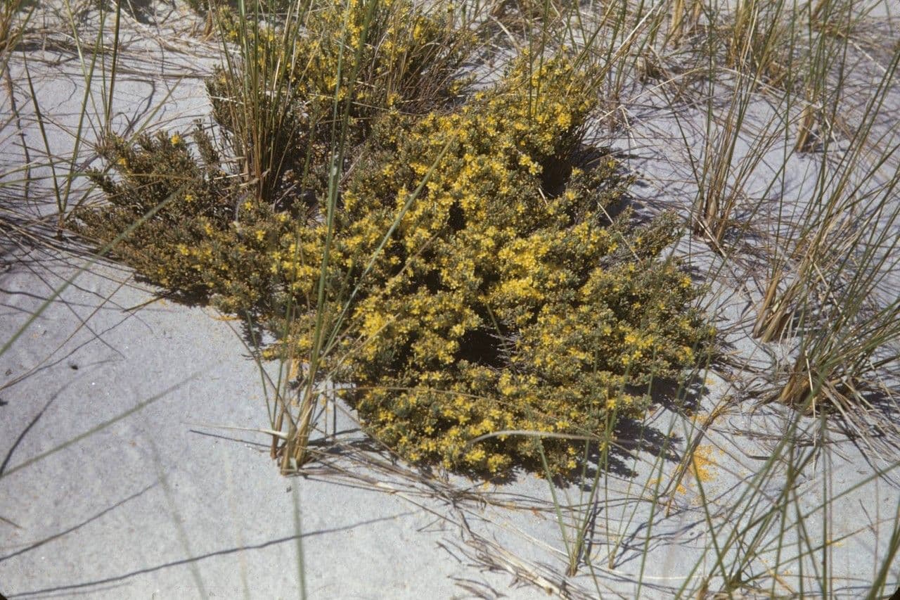 Hudsonia 4