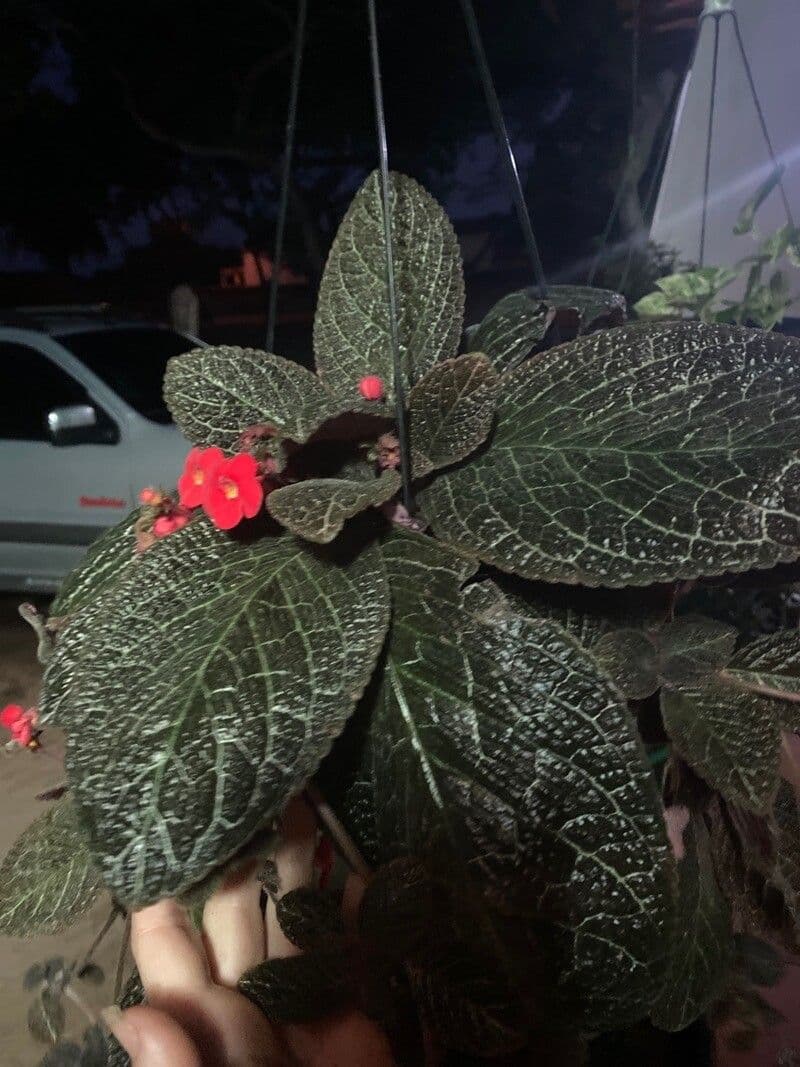 Chrysothemis pulchella 17