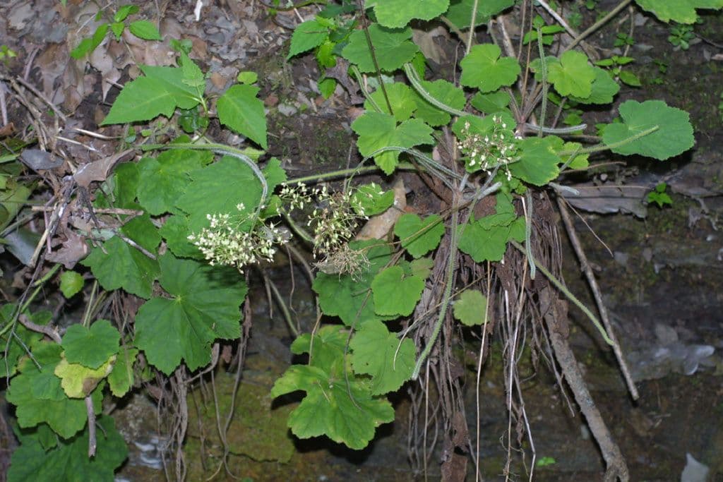 Alumroot peludo 11