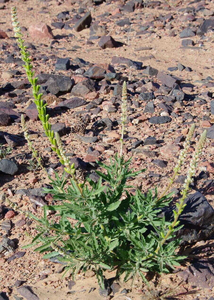 Reseda 7