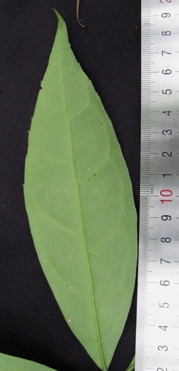 Mollinedia a fiore verde 16
