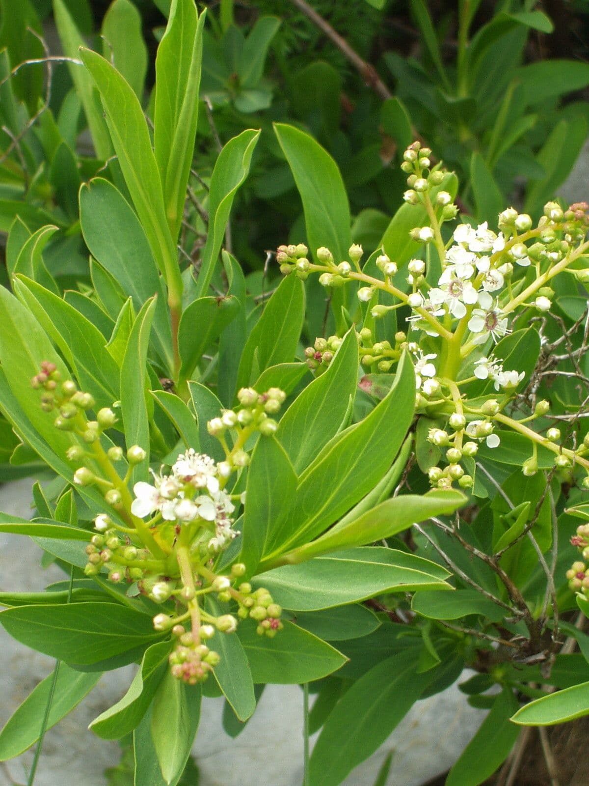 Sibiraea 3