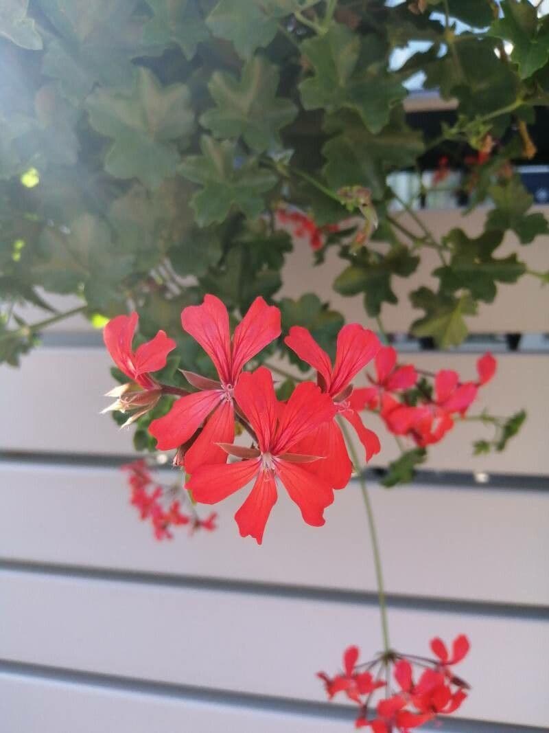 Geranium 4
