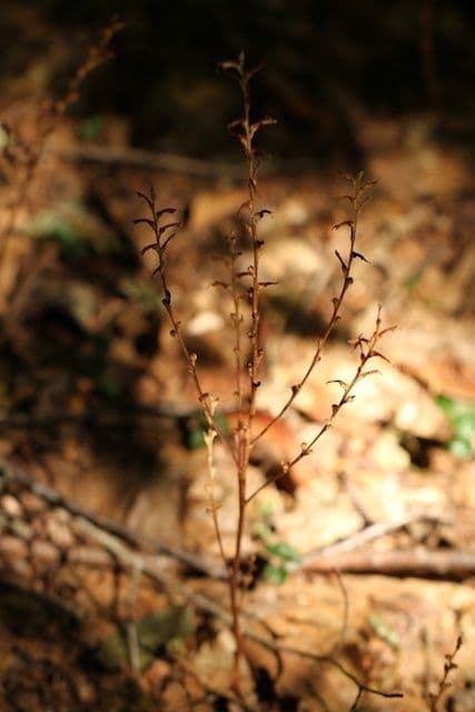 Epifagus virginiana 5