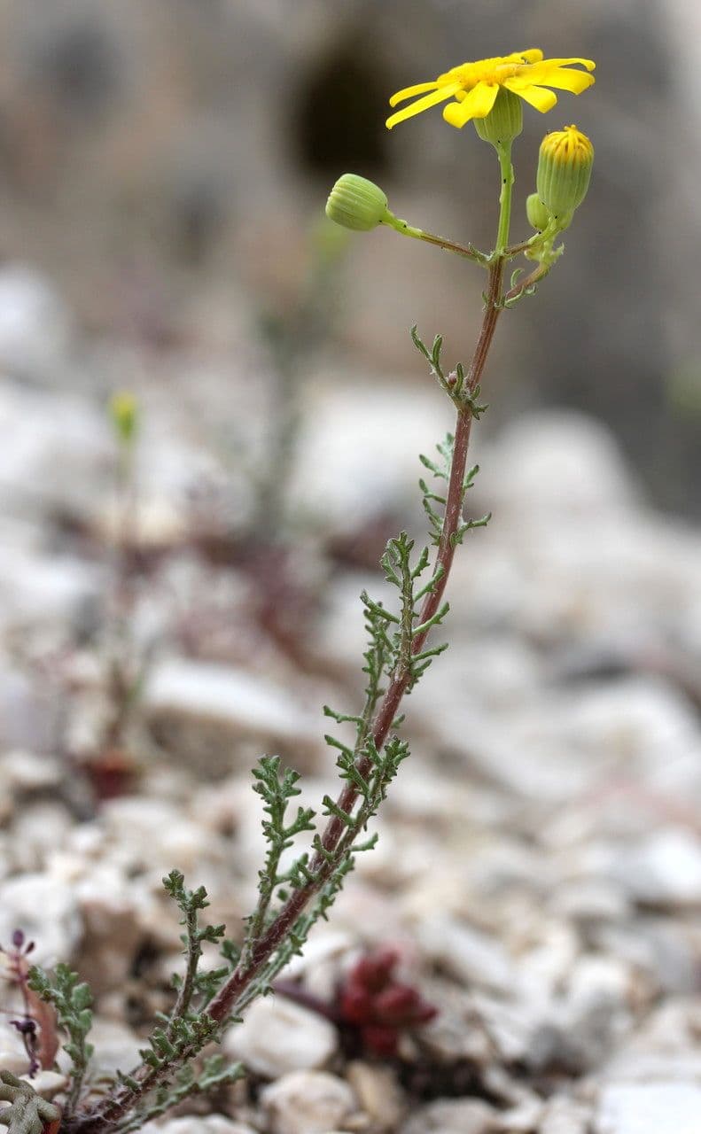 Senecio 10