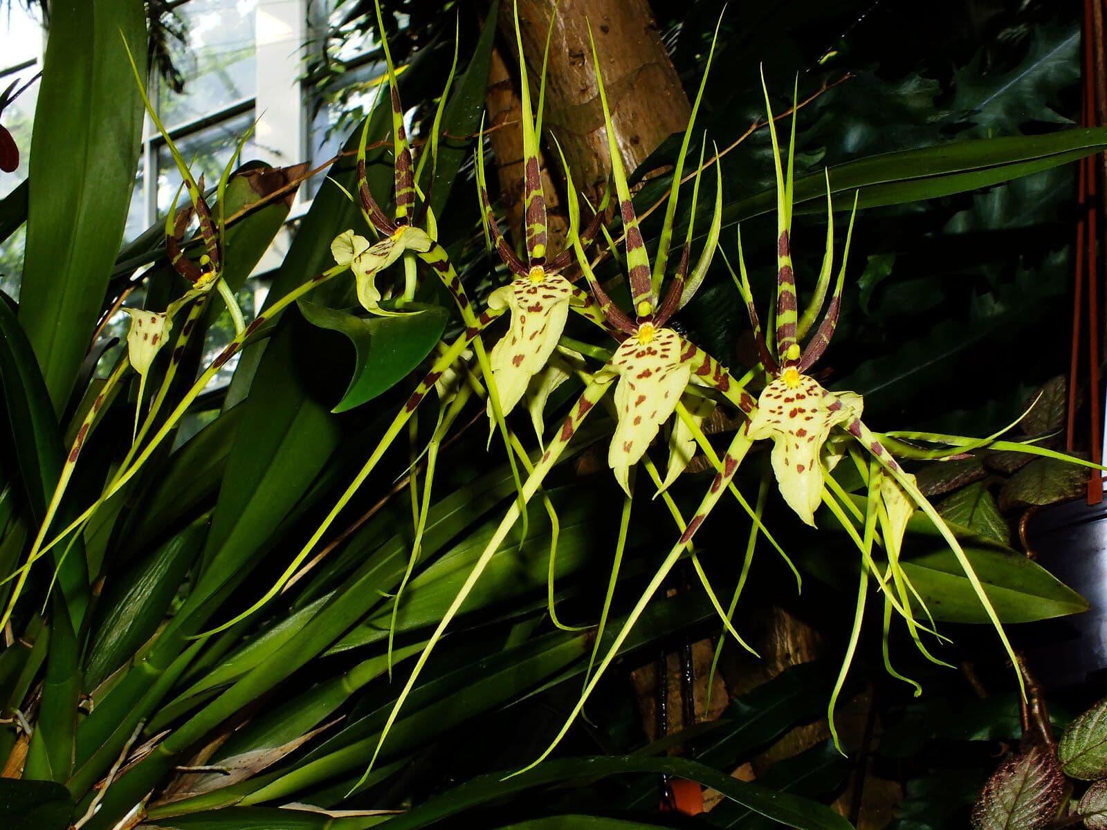 Brassia 5