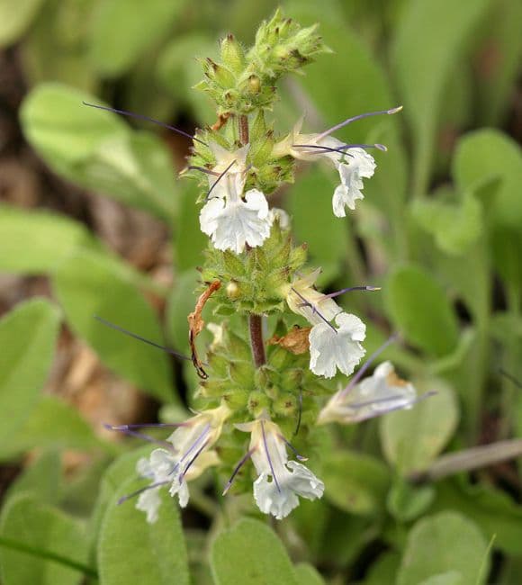 Salvia sonomensis 3