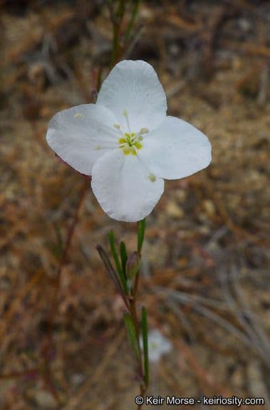 Gayophytum 3