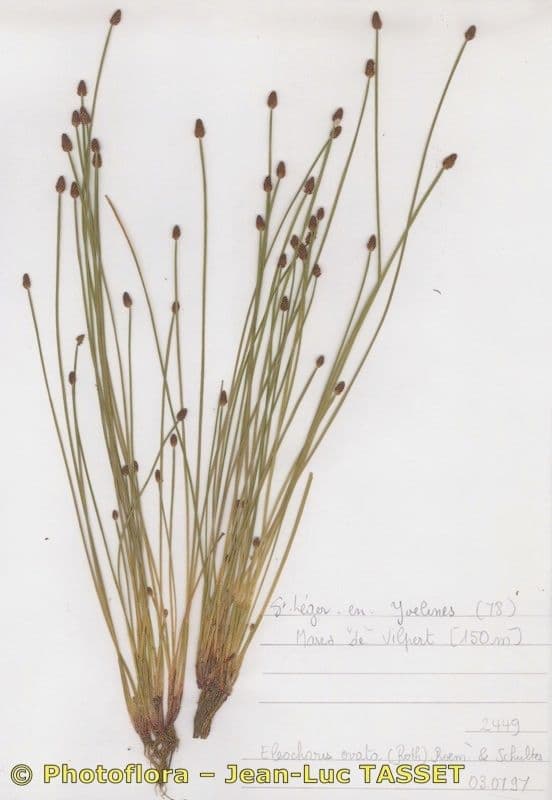 Eleocharis ovata 9