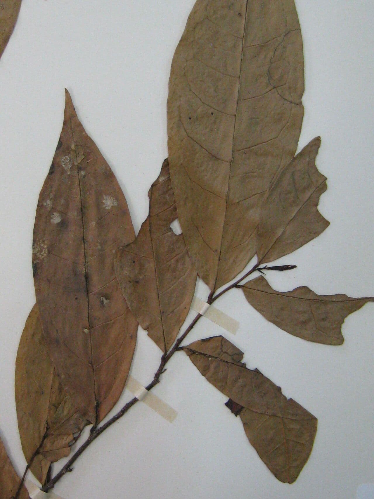 Anaxagorea
