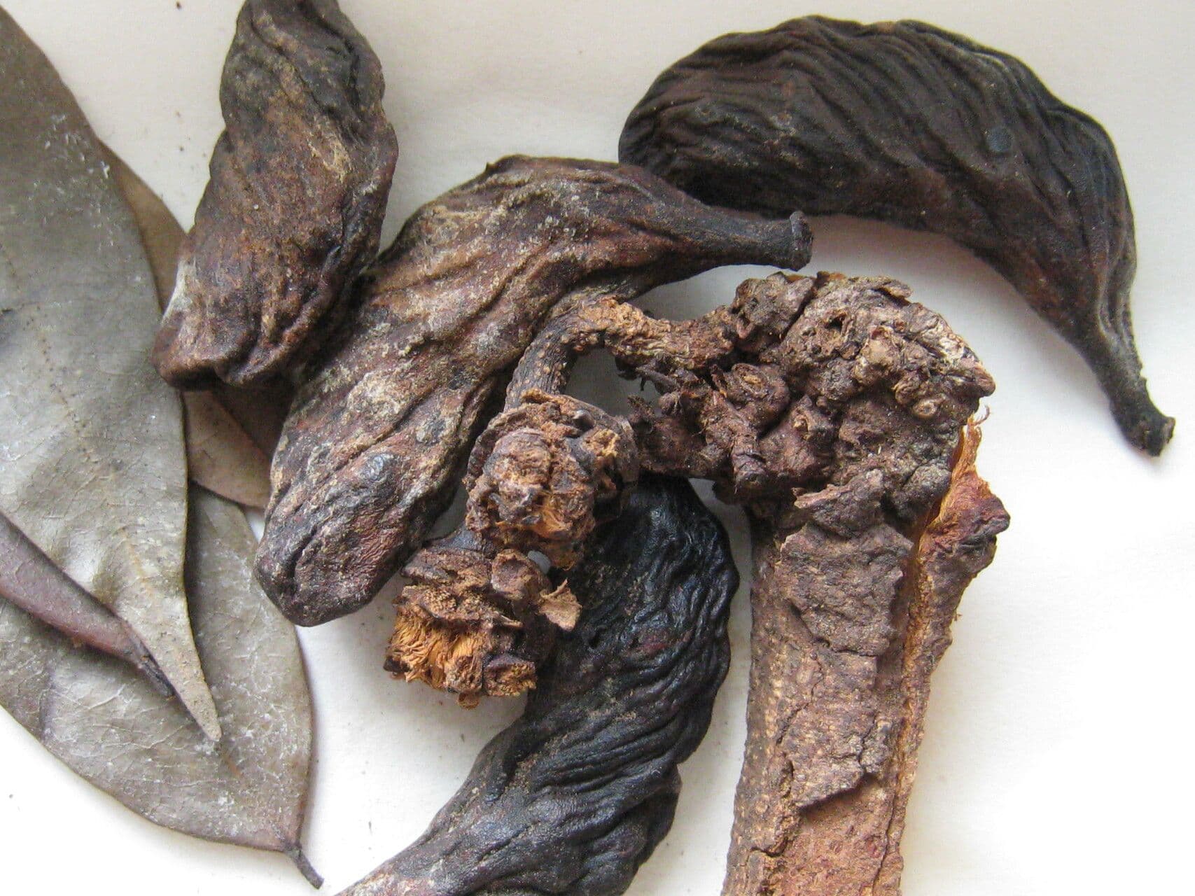 Xylopia 4