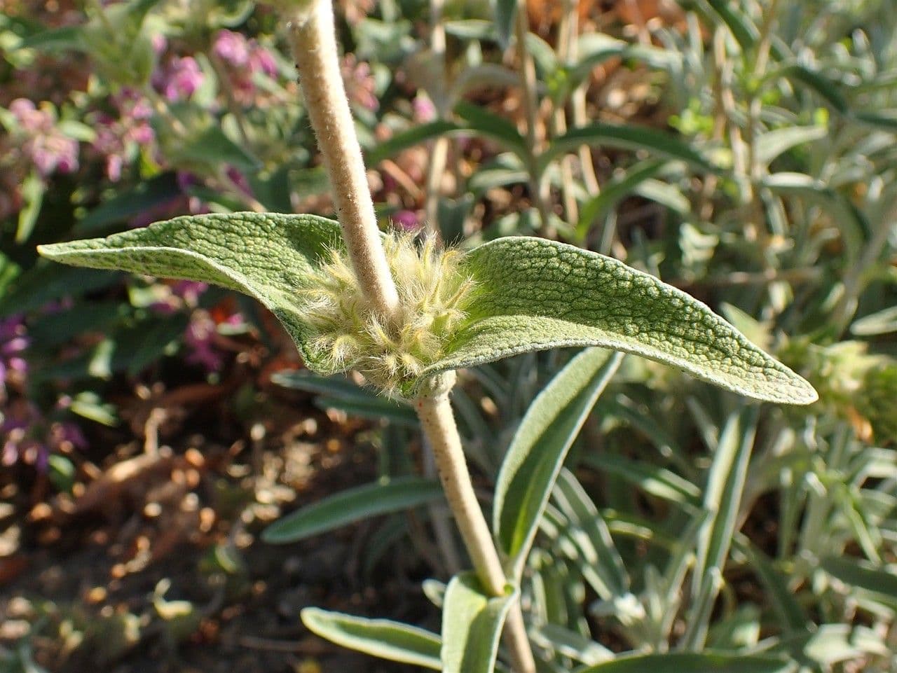 Mechera 24