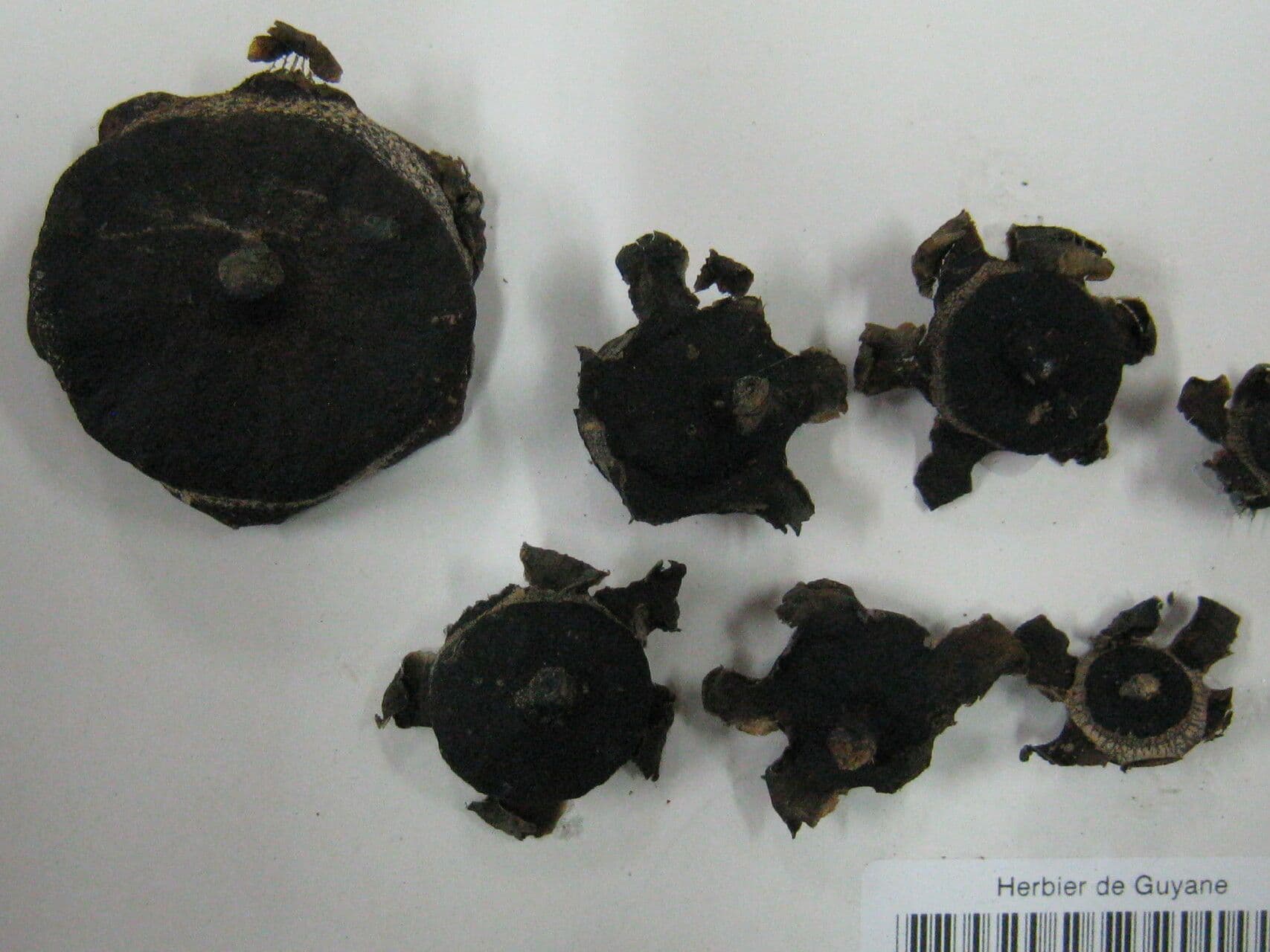 Eschweilera 6