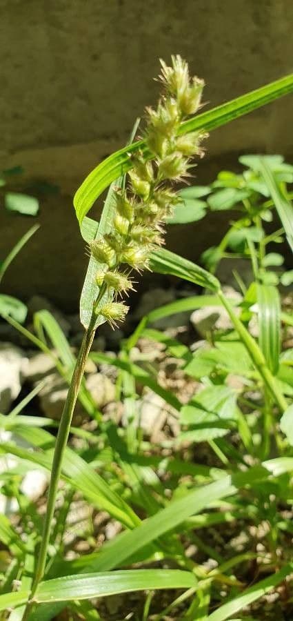 Igel-Hirse 19