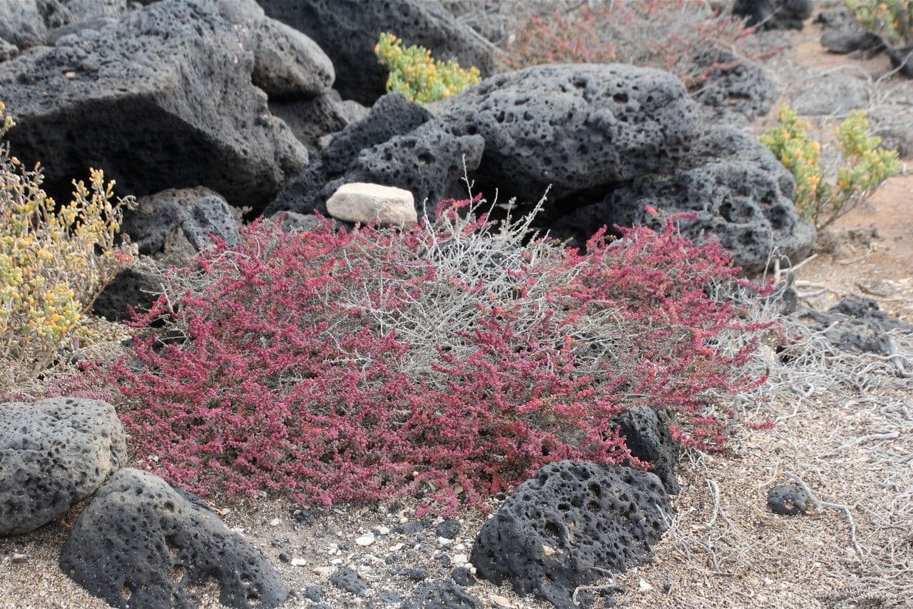 Suaeda vermiculata 10
