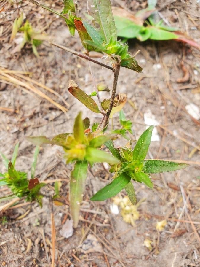 Berg-Gottesgnadenkraut 21