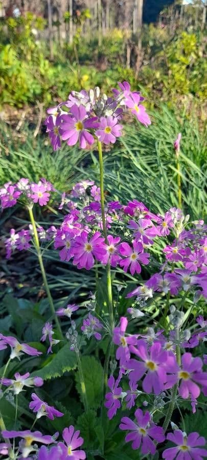 Primula di Siebold 7