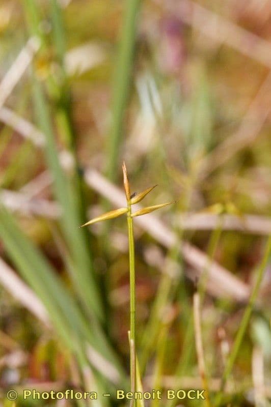 Carice pauciflora 16