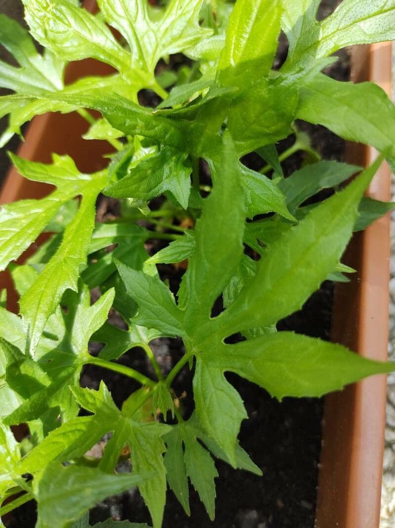 Diplocyclos palmatus 11