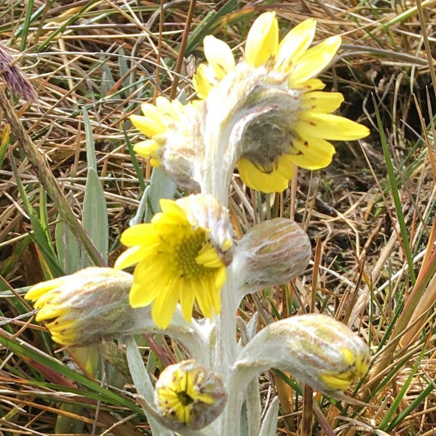 Senecio 6