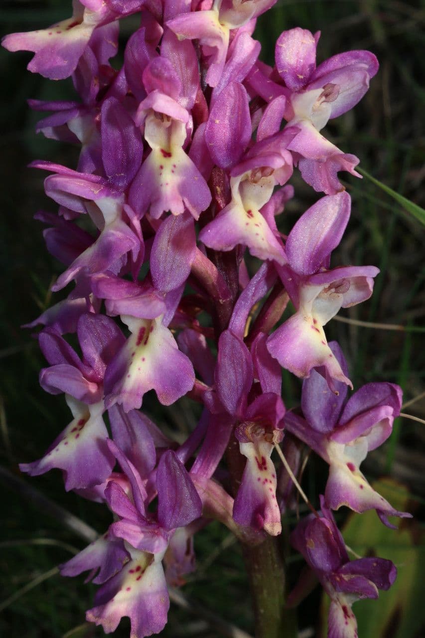 Orchide 3