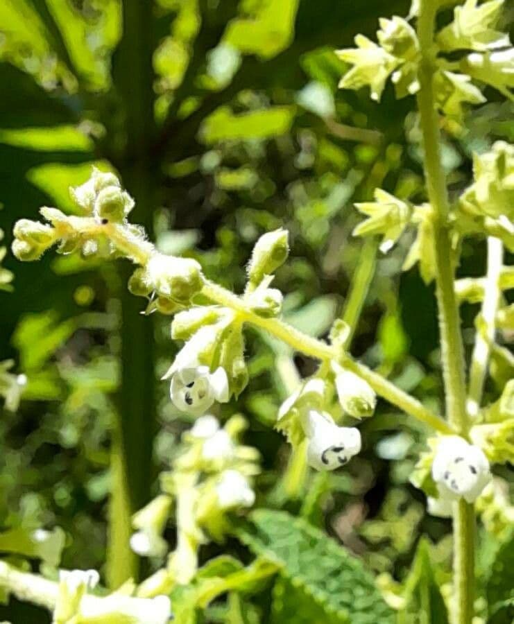 Lepechinia 3