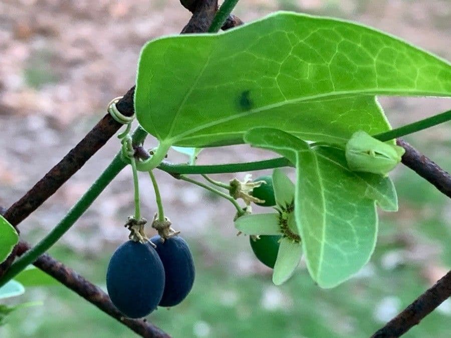 Passiflora suberosa 16