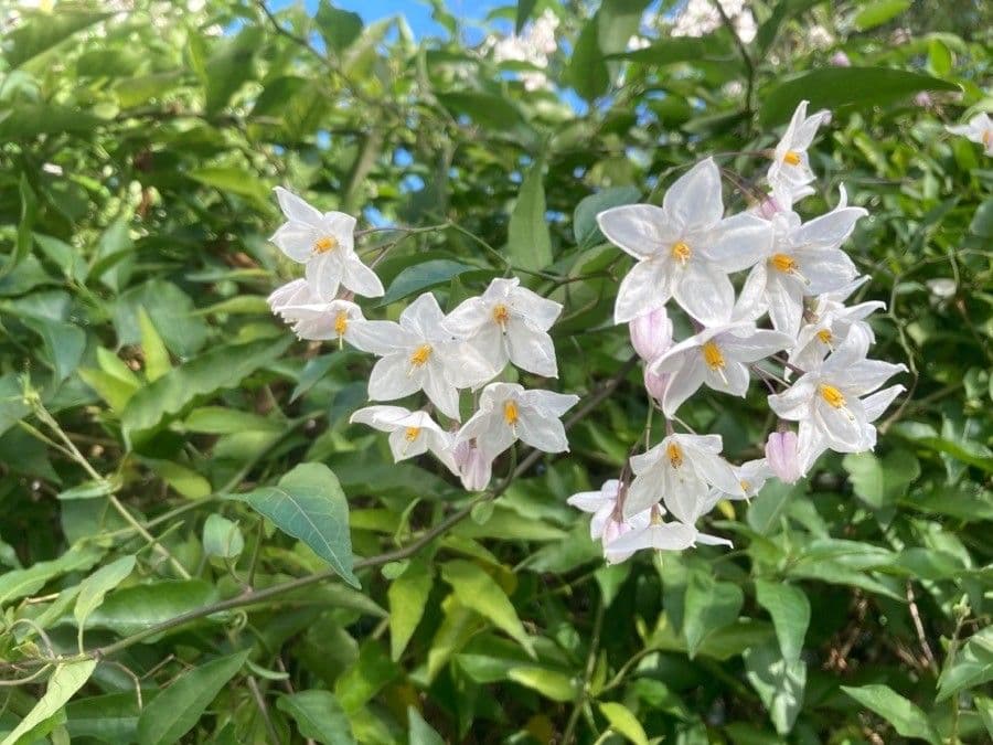 Solanum laxum 17