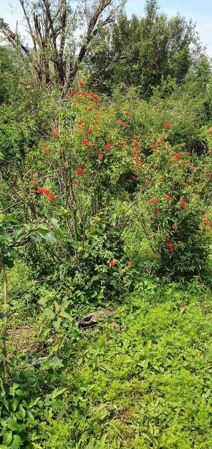 Rhodopentas 2