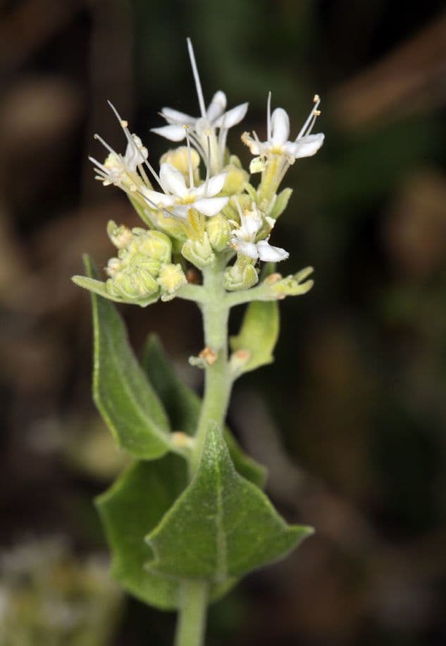 Petalonyx 4