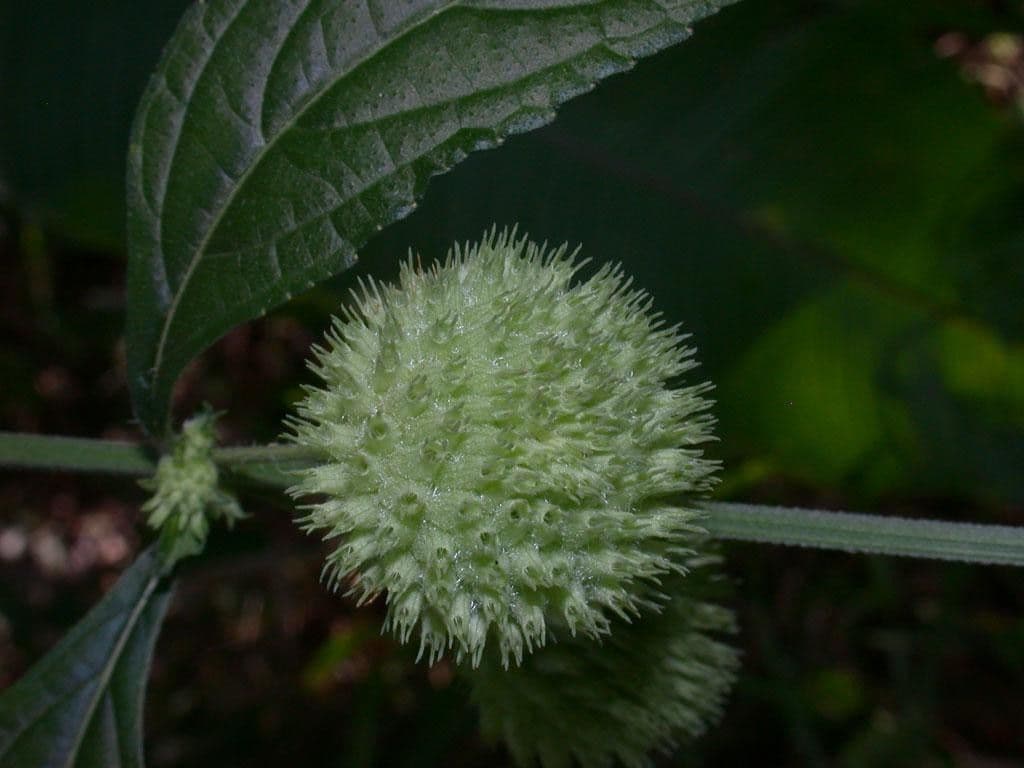 Hyptis capitata 2